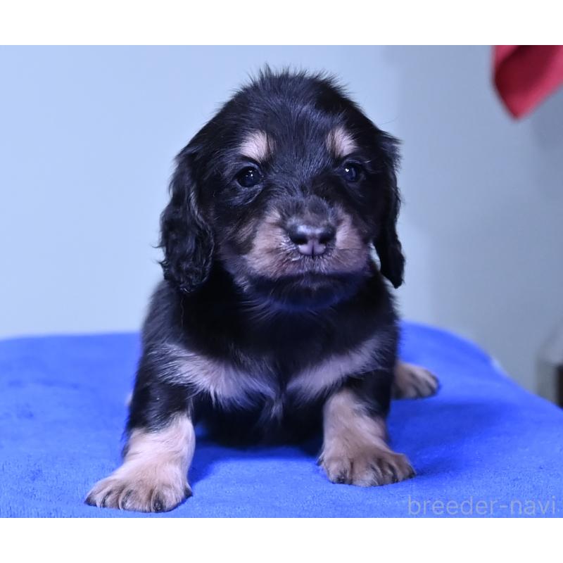 販売中の愛媛県のミニチュアダックスフンド(ロングヘアード)-424463の5枚目