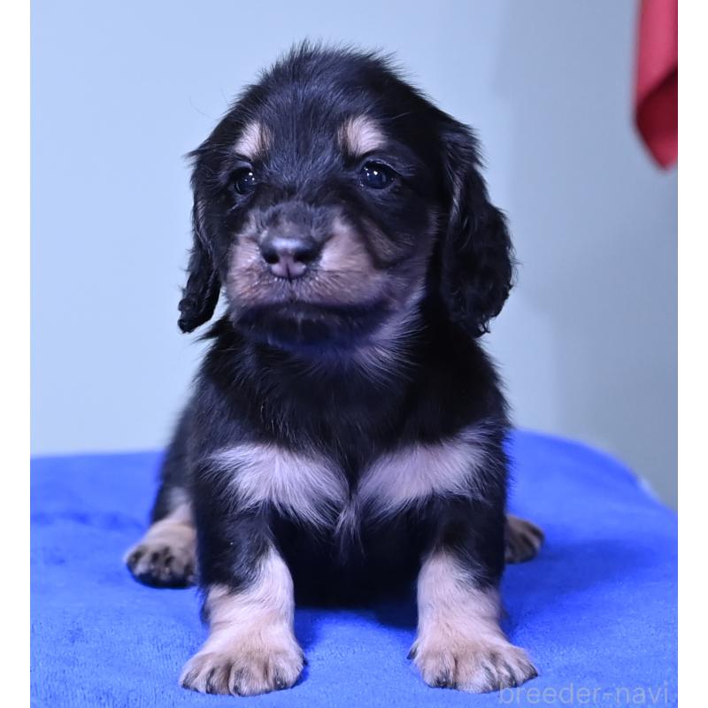 販売中の愛媛県のミニチュアダックスフンド(ロングヘアード)-424463の4枚目