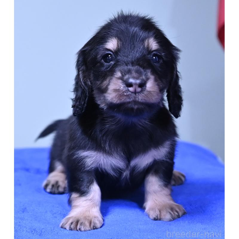 販売中の愛媛県のミニチュアダックスフンド(ロングヘアード)-424463の3枚目