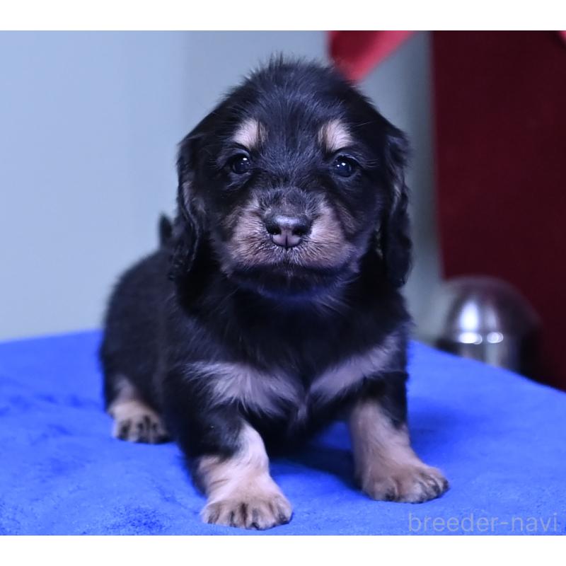 販売中の愛媛県のミニチュアダックスフンド(ロングヘアード)-424463の2枚目