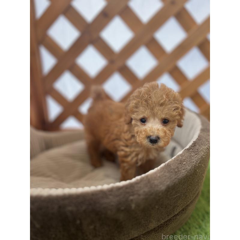 販売中の沖縄県のトイプードル-424464の9枚目