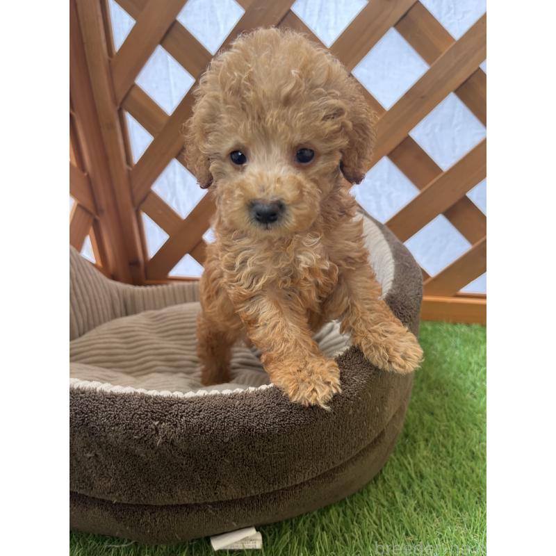 販売中の沖縄県のトイプードル-424464の8枚目