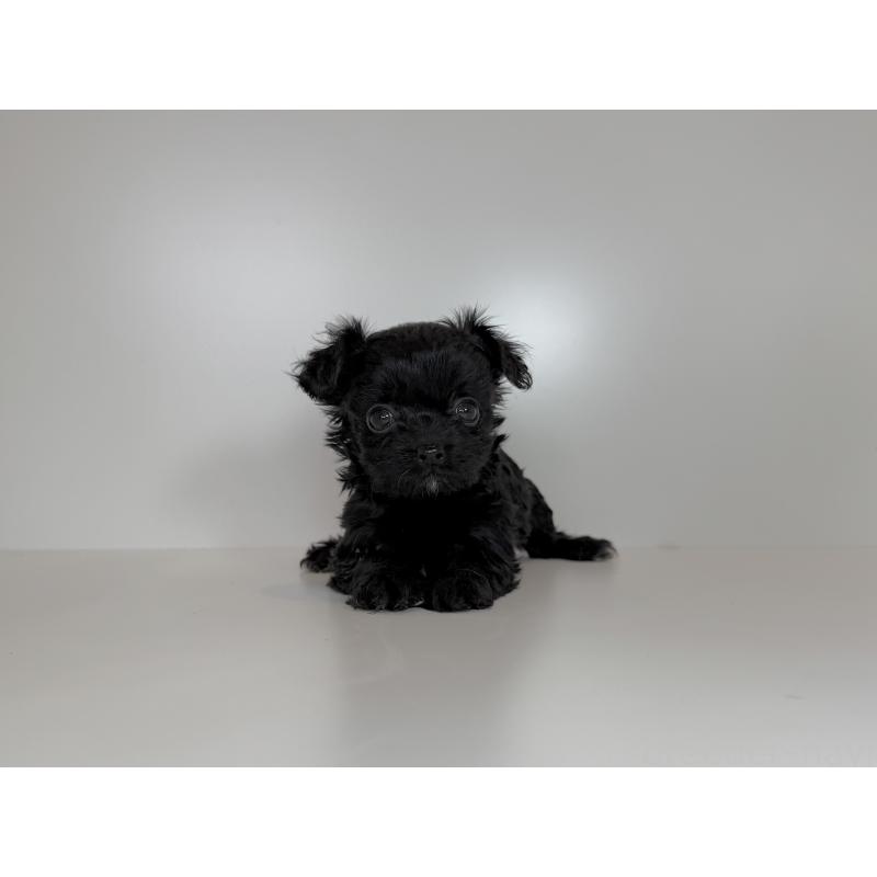 販売中の広島県のチワプー:チワワ×トイプードル-424465の3枚目