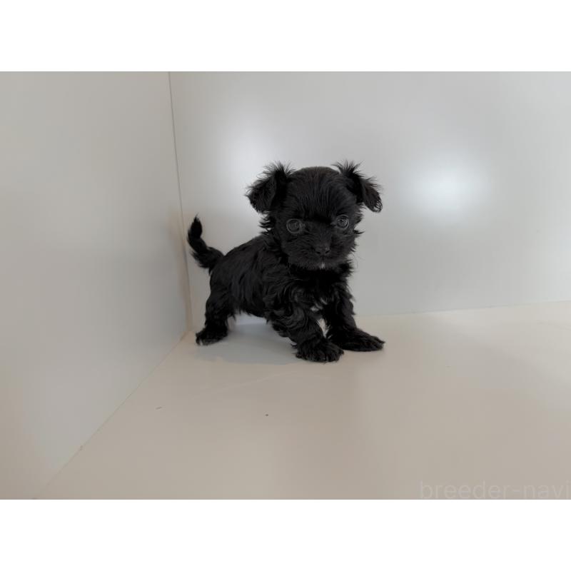 販売中の広島県のチワプー:チワワ×トイプードル-424465の2枚目