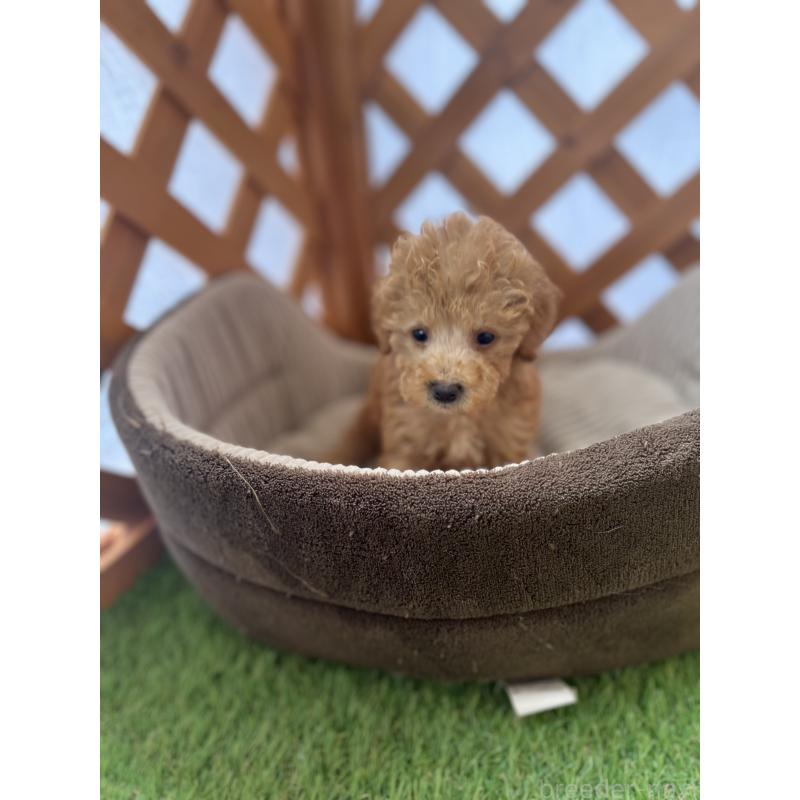 販売中の沖縄県のトイプードル-424464の7枚目