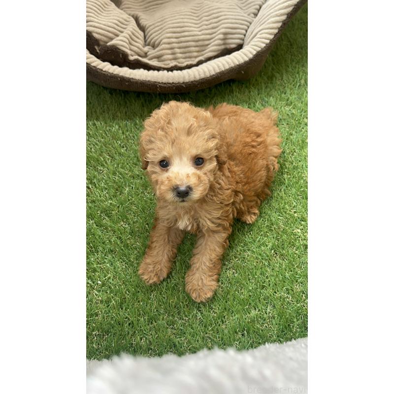 販売中の沖縄県のトイプードル-424464の6枚目