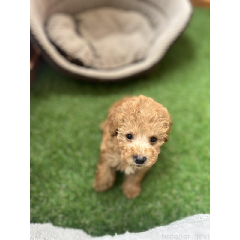 販売中の沖縄県のトイプードル-424464の5枚目