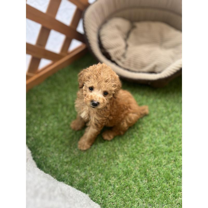 販売中の沖縄県のトイプードル-424464の4枚目