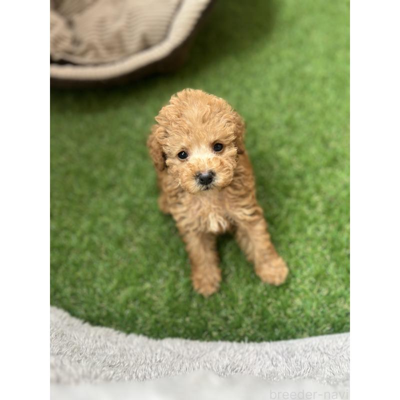 販売中の沖縄県のトイプードル-424464の3枚目