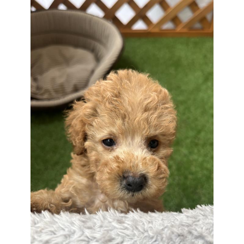 販売中の沖縄県のトイプードル-424464の2枚目