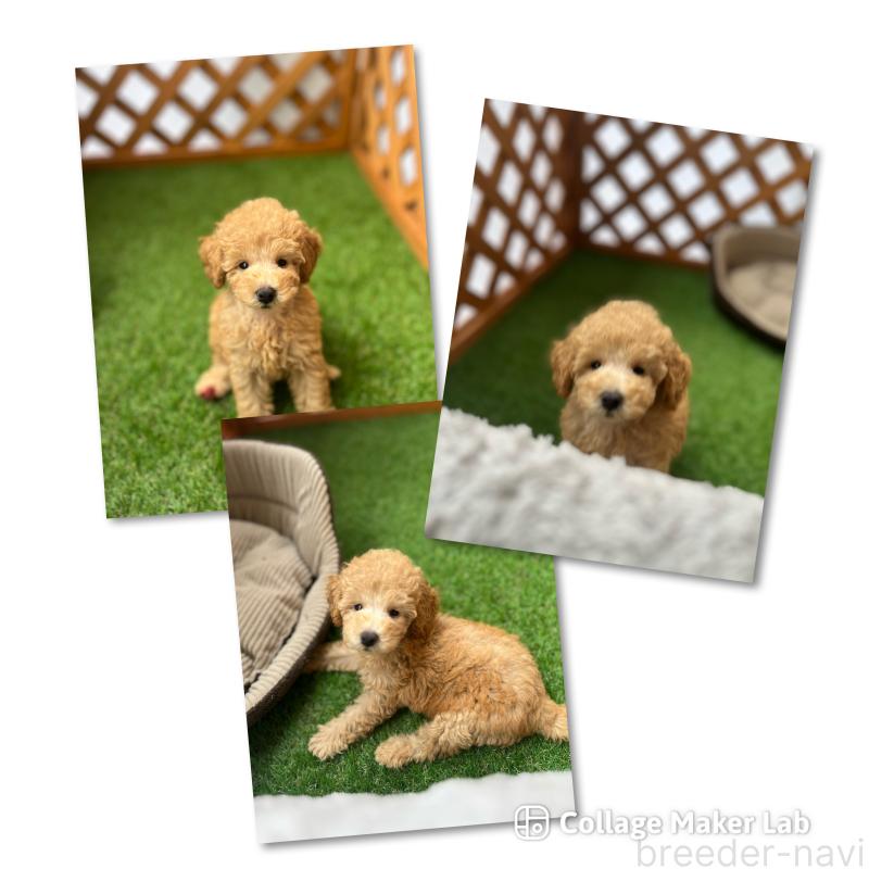 販売中の沖縄県のトイプードル-424466