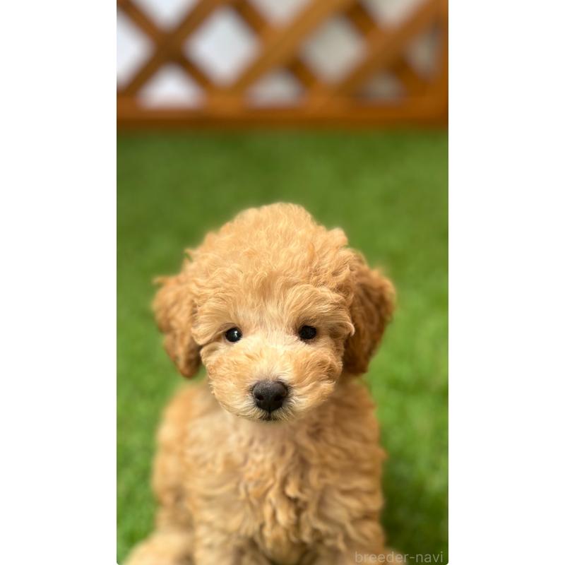 販売中の沖縄県のトイプードル-424466の6枚目