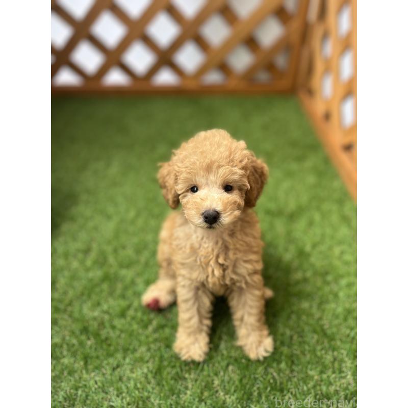 販売中の沖縄県のトイプードル-424466の5枚目