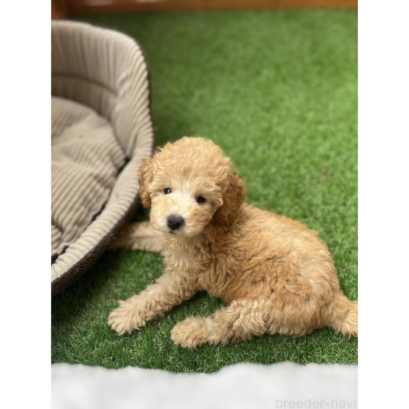 販売中の沖縄県のトイプードル-424466の4枚目