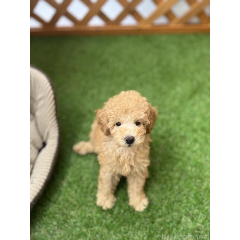 販売中の沖縄県のトイプードル-424466の3枚目