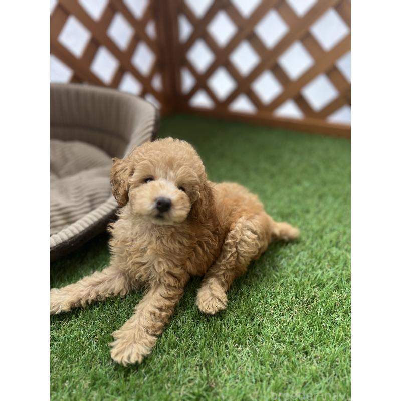 販売中の沖縄県のトイプードル-424466の2枚目