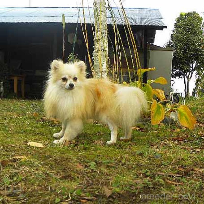 販売中の群馬県のポメラニアン-351562の3枚目