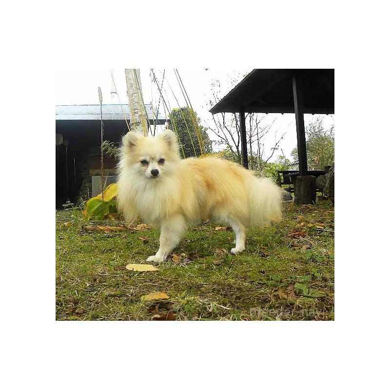 販売中の群馬県のポメラニアン-351562の2枚目