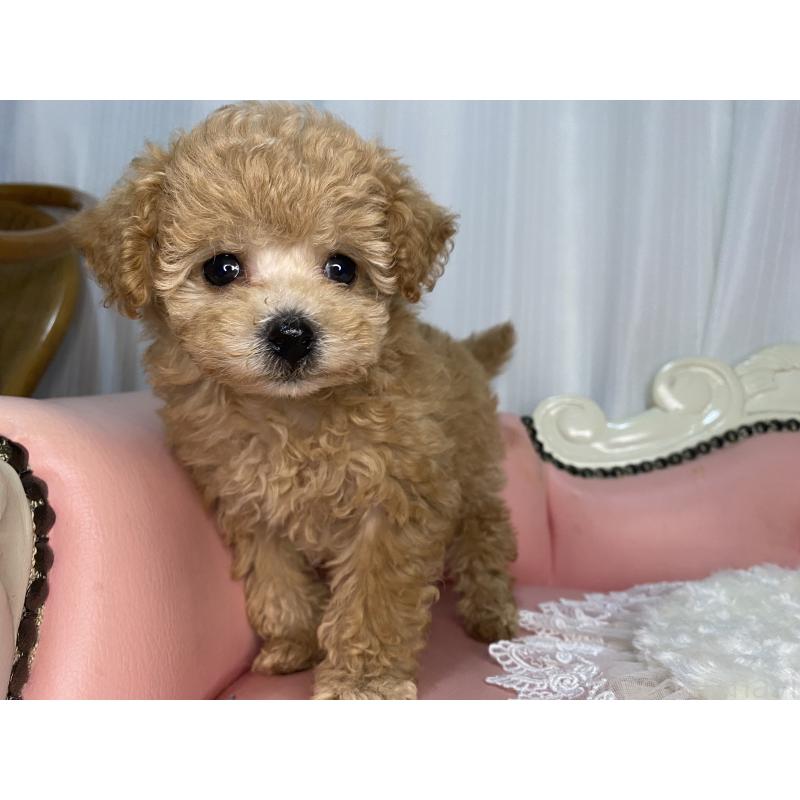 販売中の熊本県のトイプードル-424458の2枚目