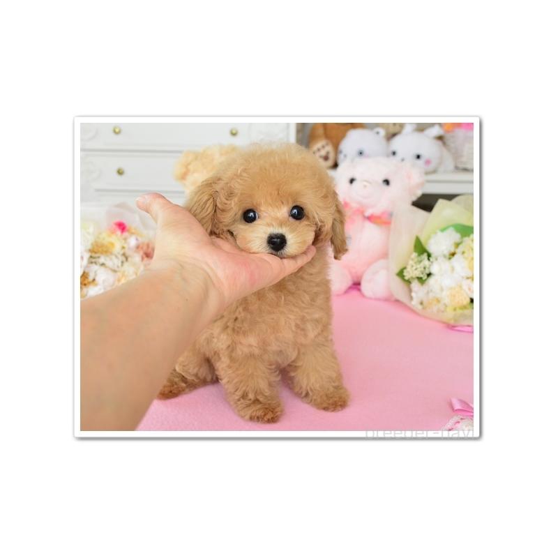 成約済の岩手県のティーカッププードル-414446の4枚目