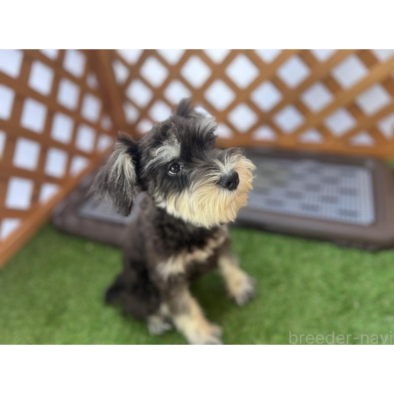 成約済の沖縄県のミニチュアシュナウザー-409153の3枚目