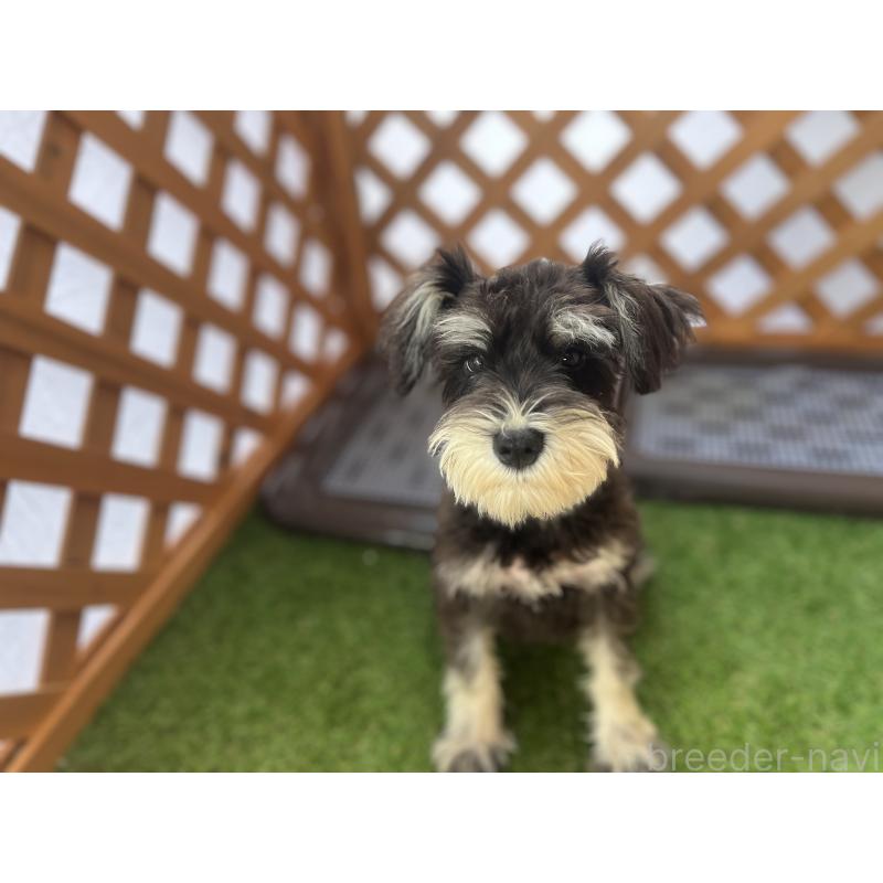 成約済の沖縄県のミニチュアシュナウザー-409153の2枚目