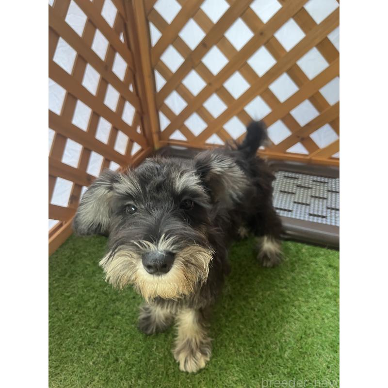 商談中の沖縄県のミニチュアシュナウザー-411432の3枚目