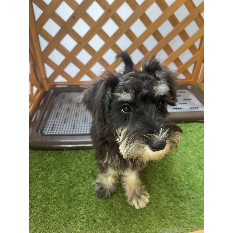 販売中の沖縄県のミニチュアシュナウザー-411432