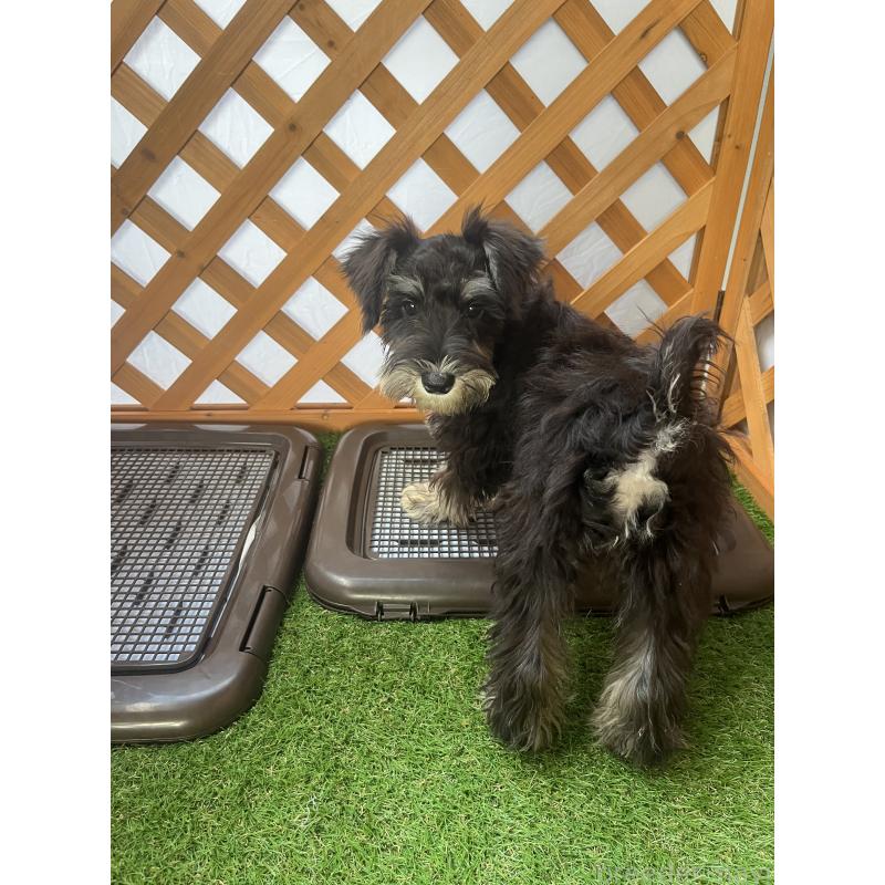 商談中の沖縄県のミニチュアシュナウザー-411432の2枚目