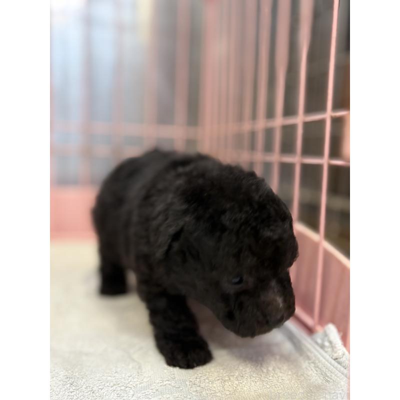 販売中の静岡県のトイプードル-424472の7枚目