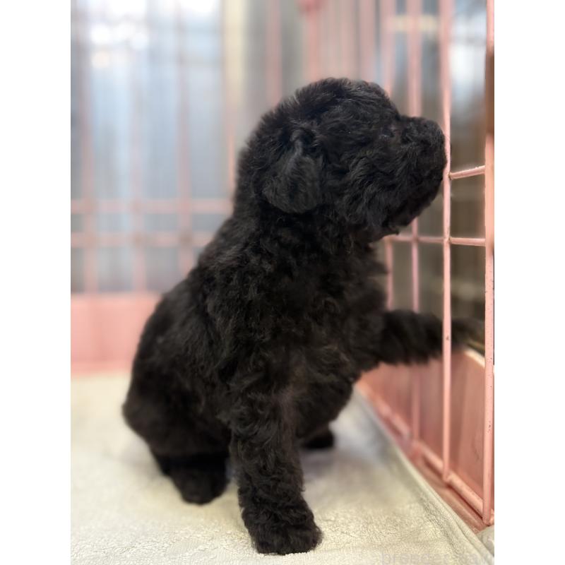 販売中の静岡県のトイプードル-424472の6枚目