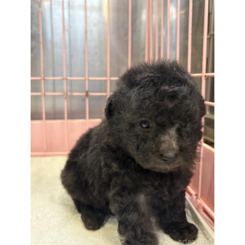 販売中の静岡県のトイプードル-424472の5枚目