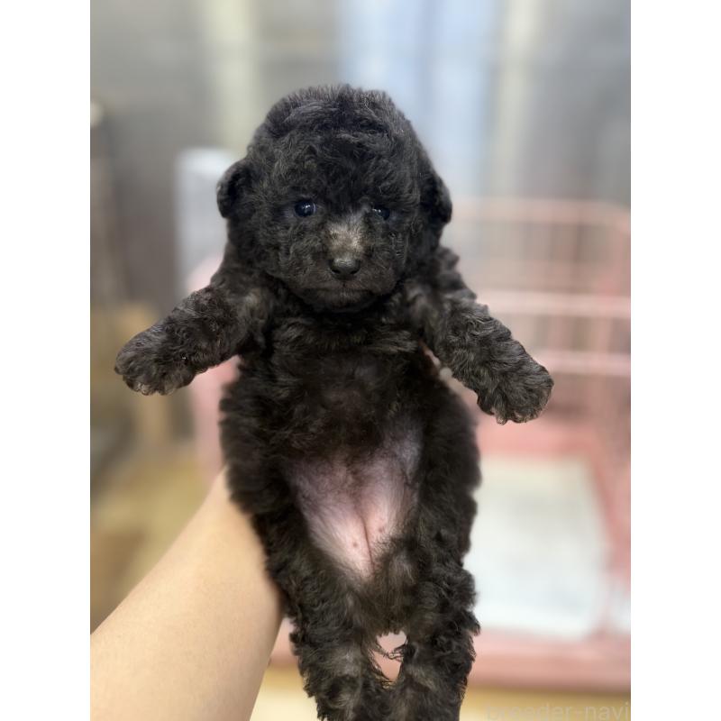 販売中の静岡県のトイプードル-424472の4枚目