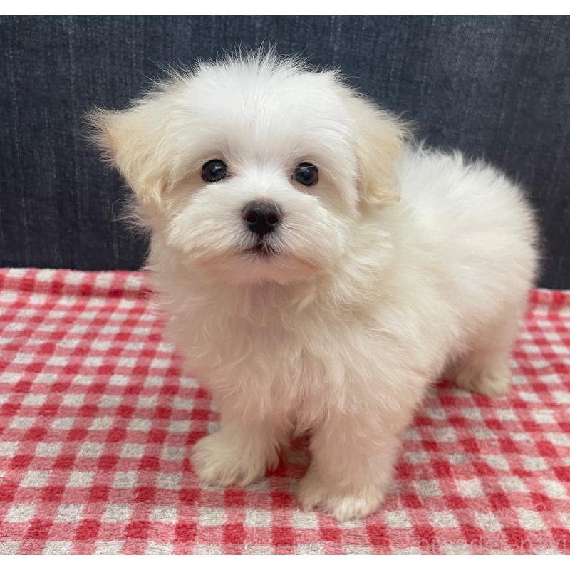 商談中の静岡県のマルプー:マルチーズ×トイプードル-421585の6枚目