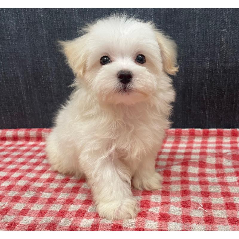 商談中の静岡県のマルプー:マルチーズ×トイプードル-421585の5枚目