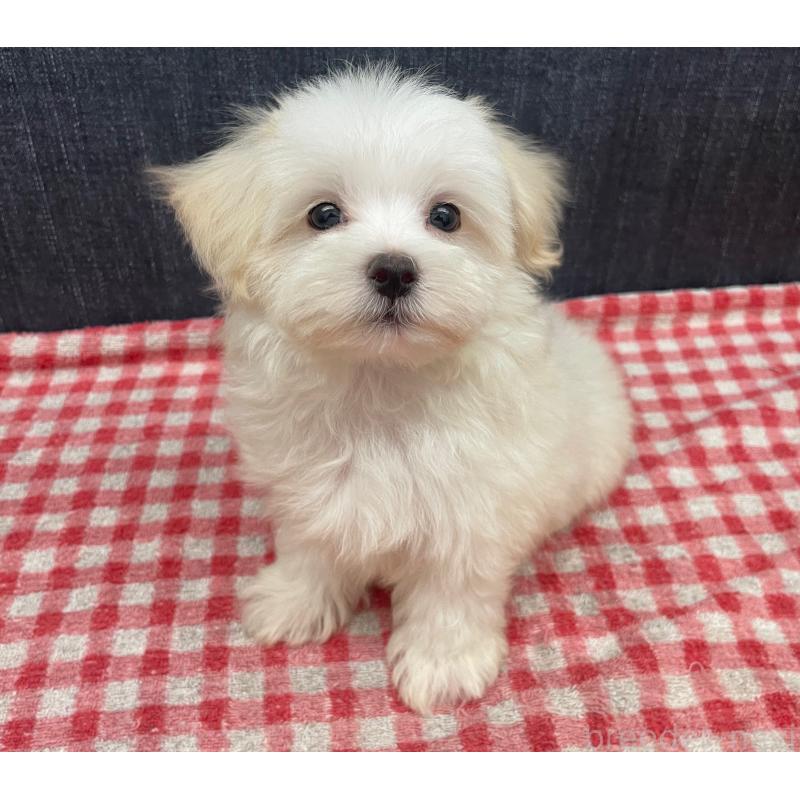 商談中の静岡県のマルプー:マルチーズ×トイプードル-421585の4枚目