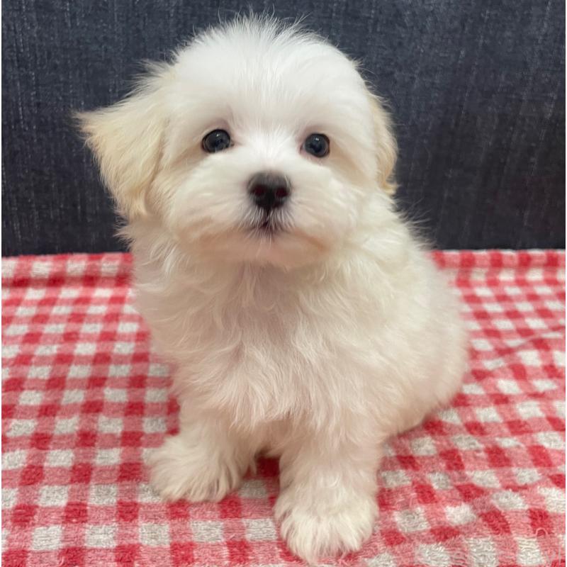 商談中の静岡県のマルプー:マルチーズ×トイプードル-421585の3枚目