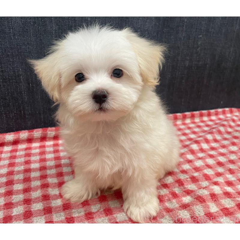 商談中の静岡県のマルプー:マルチーズ×トイプードル-421585の2枚目