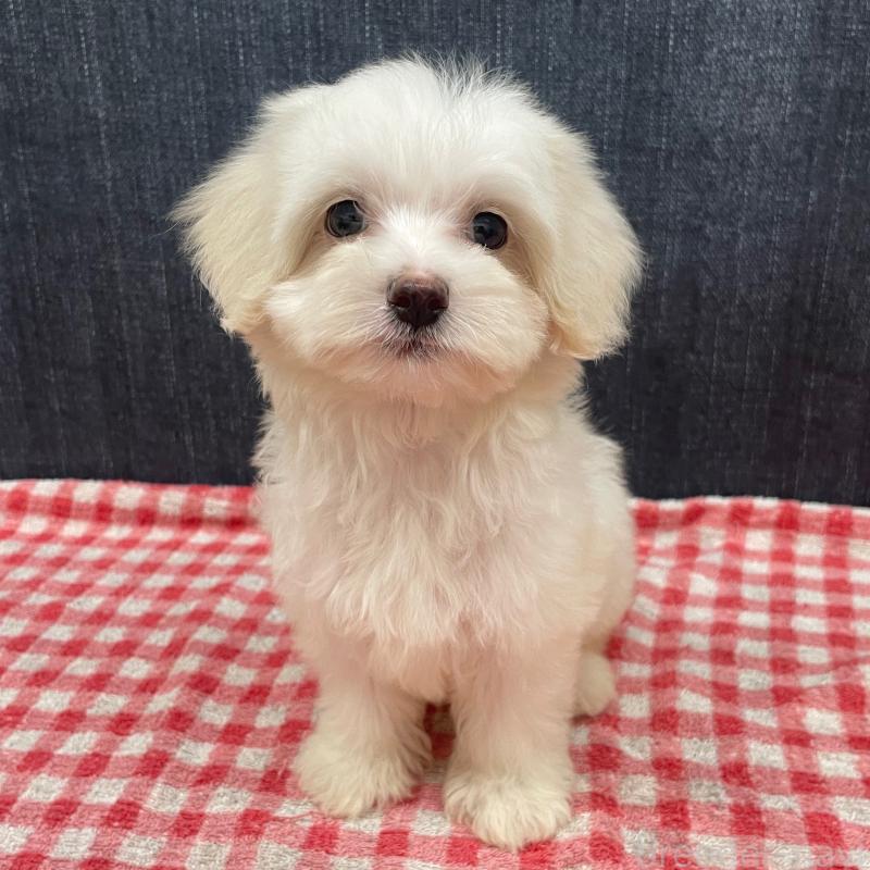 販売中の静岡県のマルプー:マルチーズ×トイプードル-424473の5枚目