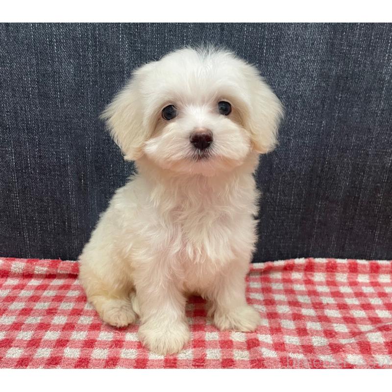 販売中の静岡県のマルプー:マルチーズ×トイプードル-424473の4枚目