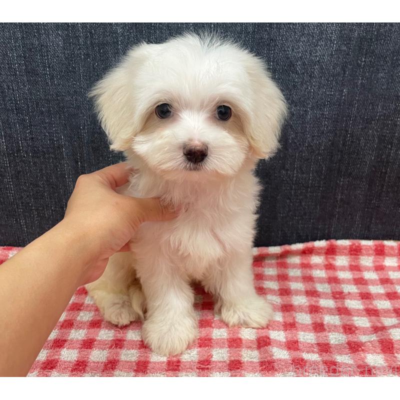 販売中の静岡県のマルプー:マルチーズ×トイプードル-424473の3枚目