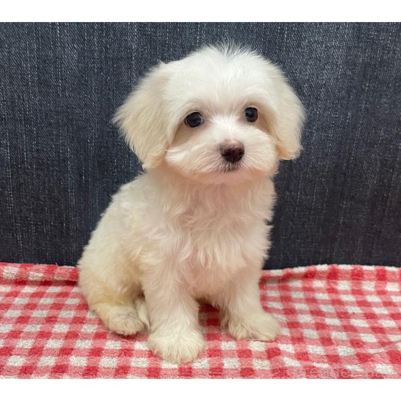 販売中の静岡県のマルプー:マルチーズ×トイプードル-424473の2枚目