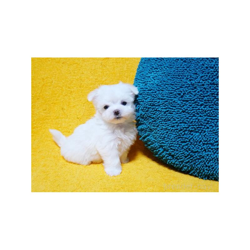 販売中の滋賀県のマルチーズ-424475の4枚目