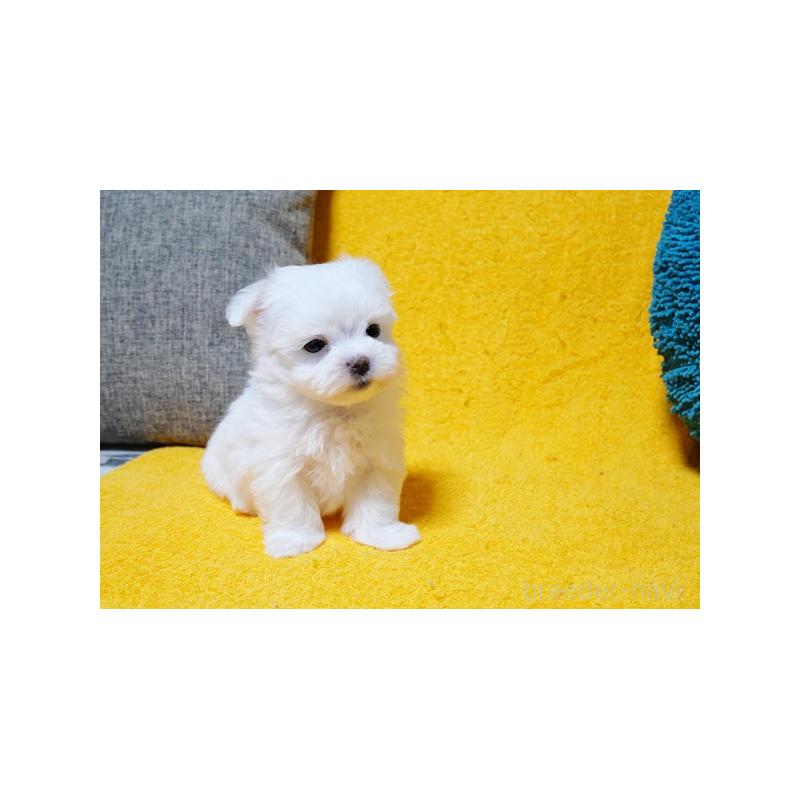 販売中の滋賀県のマルチーズ-424475の3枚目