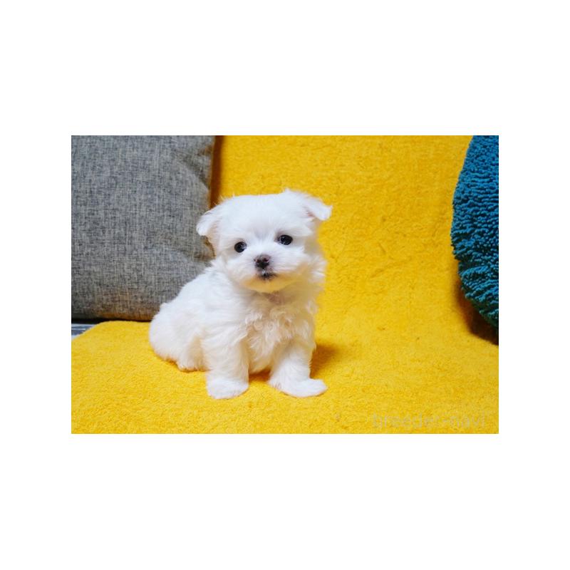 販売中の滋賀県のマルチーズ-424475の2枚目