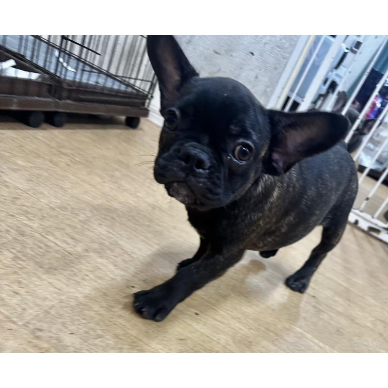 販売中の千葉県のフレンチブルドッグ-412673