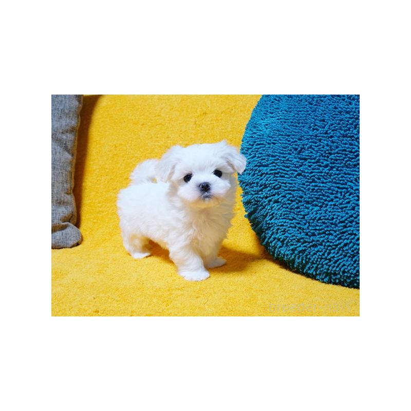 販売中の滋賀県のマルチーズ-424476の4枚目