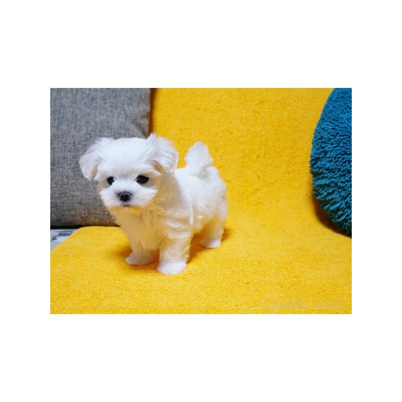 販売中の滋賀県のマルチーズ-424476の3枚目