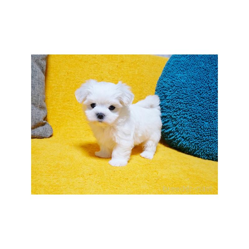 販売中の滋賀県のマルチーズ-424476の2枚目