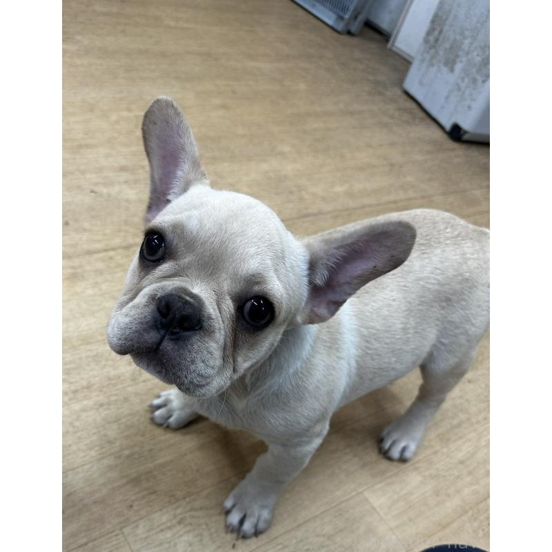 販売中の千葉県のフレンチブルドッグ-412672